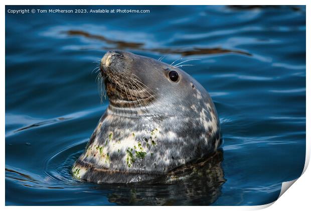 Common Seal swimming in Burghead harbour Print by Tom McPherson