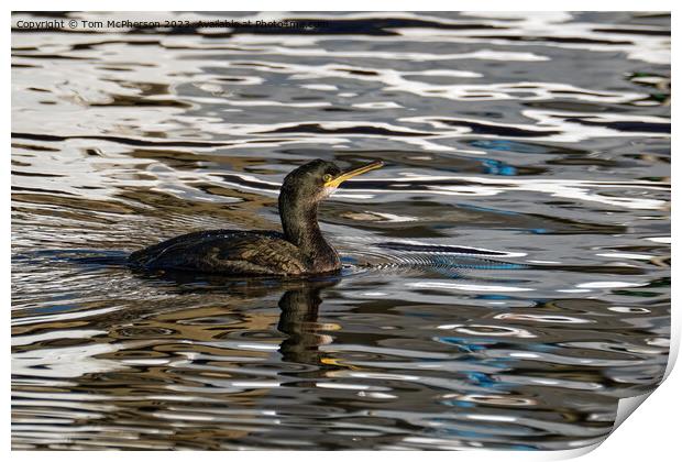 Cormorant in Burghead Harbour Print by Tom McPherson