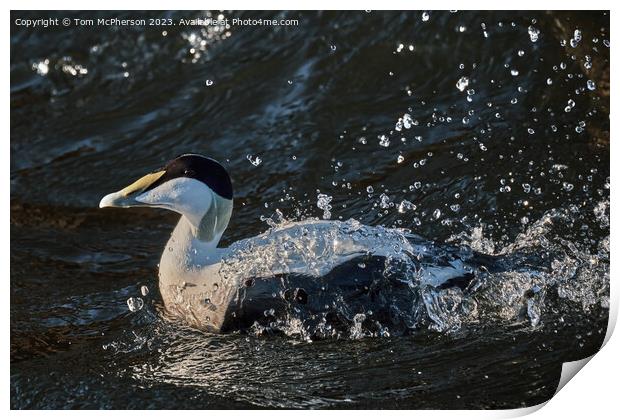 The common eider Print by Tom McPherson