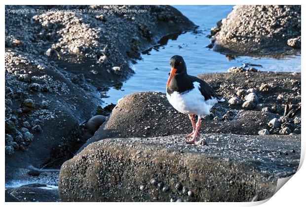 The oystercatcher Print by Tom McPherson
