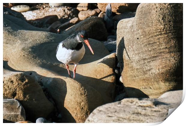 The oystercatcher Print by Tom McPherson