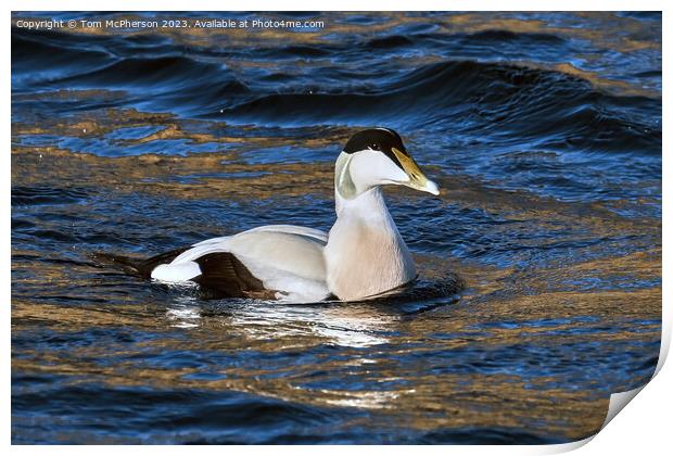 Common Eider Duck Print by Tom McPherson