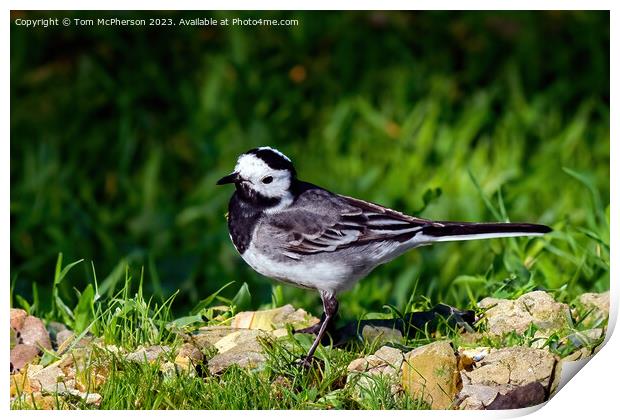 Pied Wagtail  Print by Tom McPherson