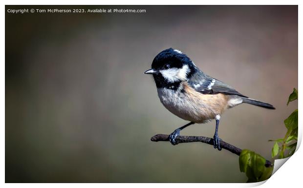 Coal Tit Print by Tom McPherson