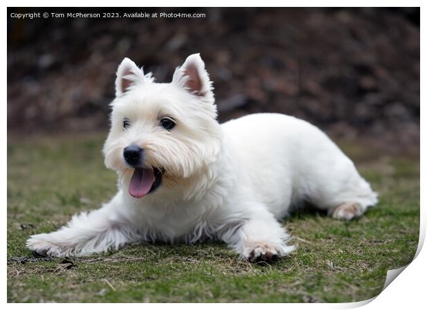 The West Highland White Terrier Print by Tom McPherson