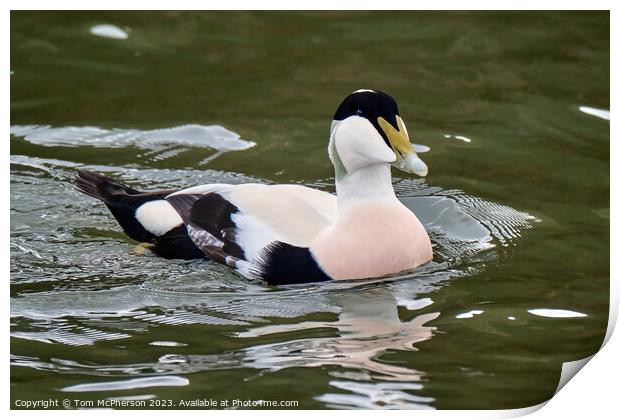 Common Eider Male Print by Tom McPherson