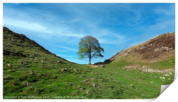 The Sycamore Gap tree Print by Tom McPherson