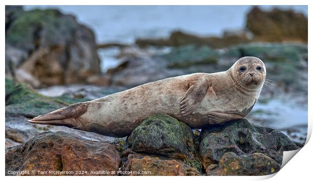Grey Seal Pup Resting Print by Tom McPherson