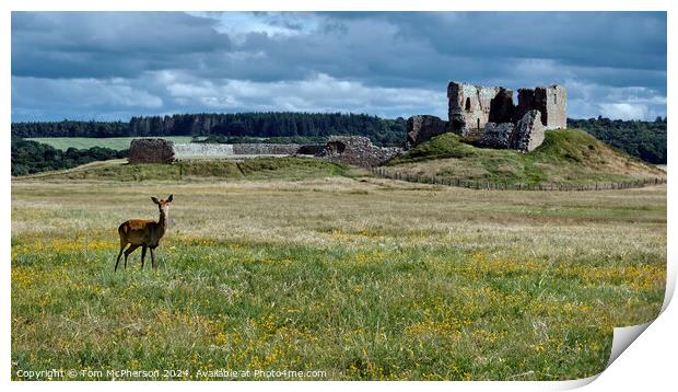 Deer at Duffus Castle Print by Tom McPherson