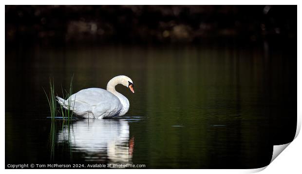 Beautiful swan on Loch Print by Tom McPherson