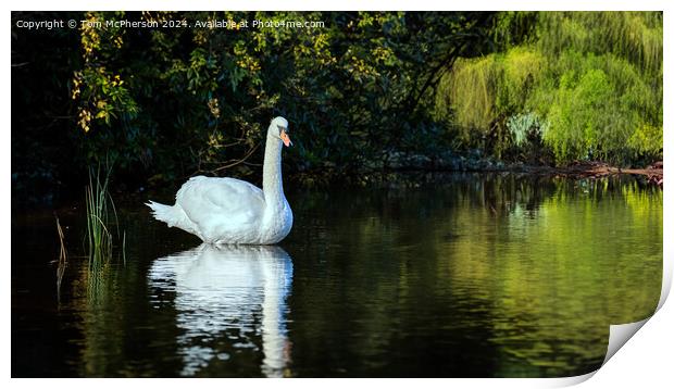 Swan on Loch of Blairs Print by Tom McPherson