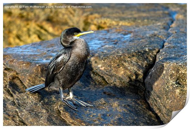 Cormorant at Burghead Harbour Print by Tom McPherson