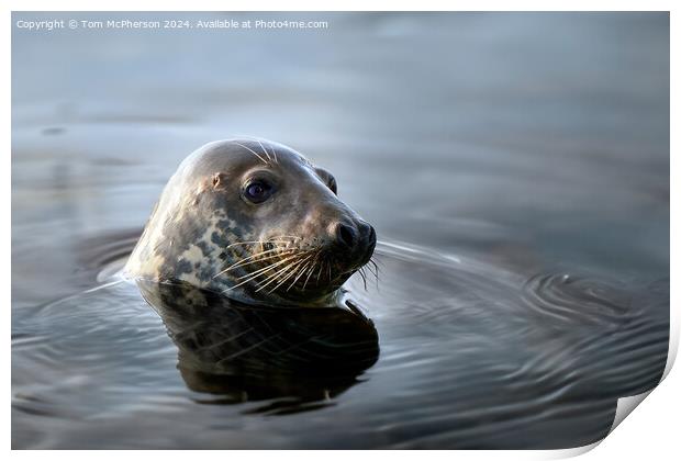 Grey Seal, Burghead Harbour Print by Tom McPherson