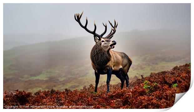 The majestic monarch of the glen. Print by Tom McPherson