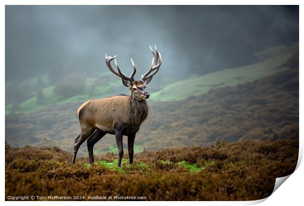 Majestic Highland Stag Print by Tom McPherson
