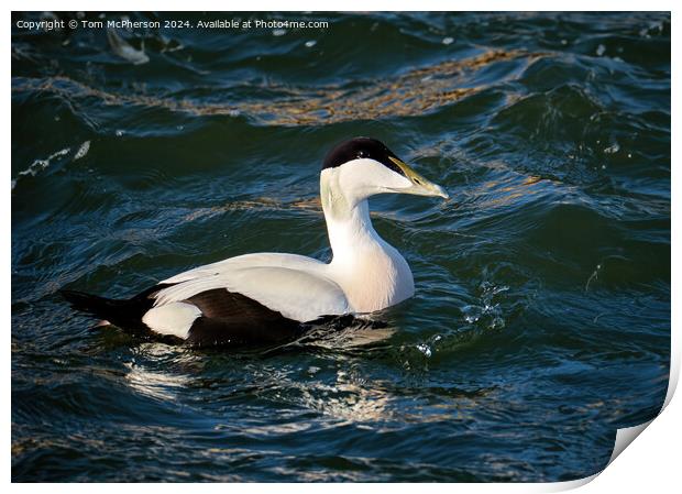 The common eider Print by Tom McPherson