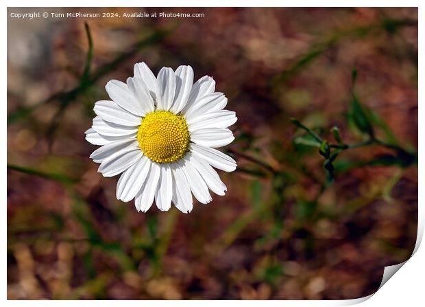 Detailed Daisy Print by Tom McPherson