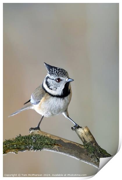 Crested Tit Print by Tom McPherson