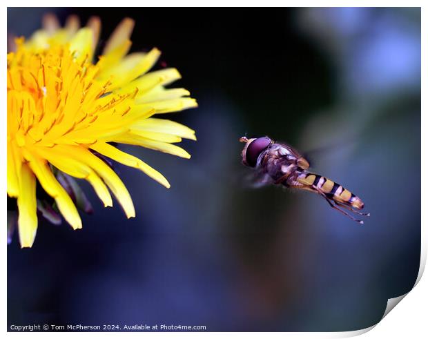 Hoverfly Print by Tom McPherson