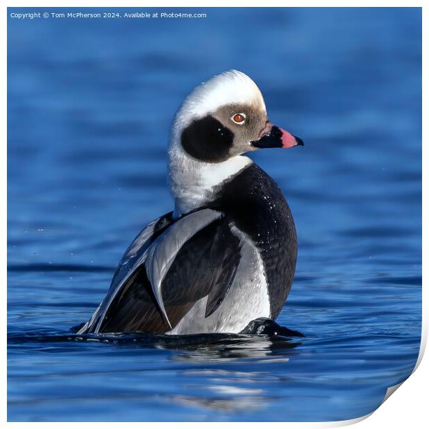 The long-tailed duck  Print by Tom McPherson
