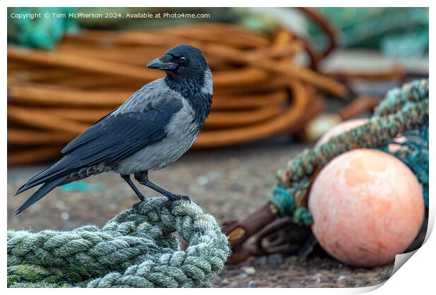 Hooded crow at Burghead harbour Print by Tom McPherson