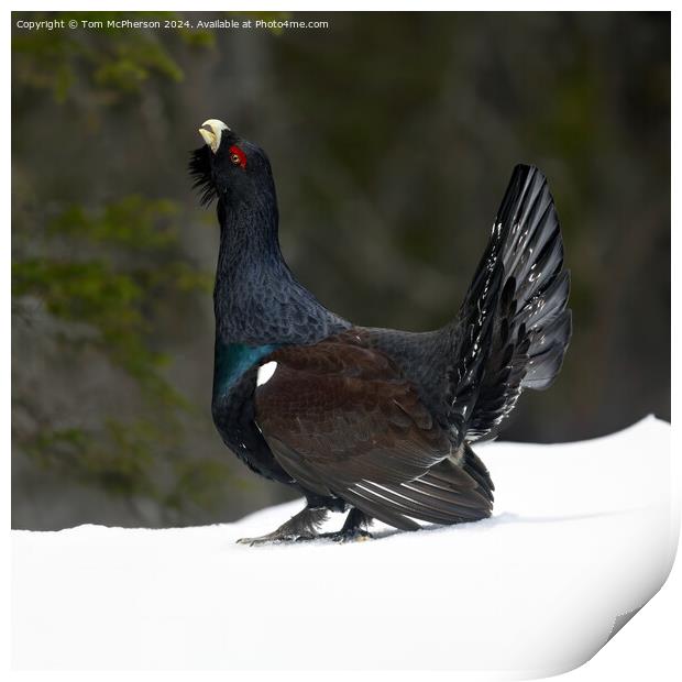 The Capercaillie Print by Tom McPherson