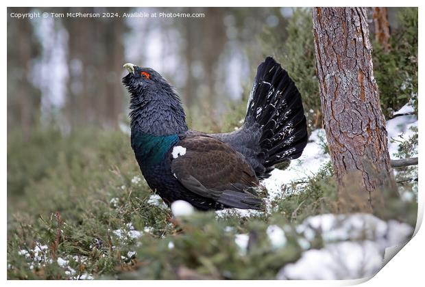 The Capercaillie Print by Tom McPherson