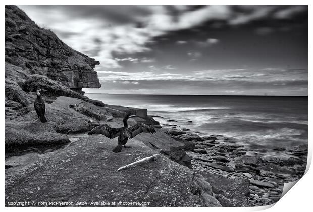 Cormorants on the Rocks Print by Tom McPherson