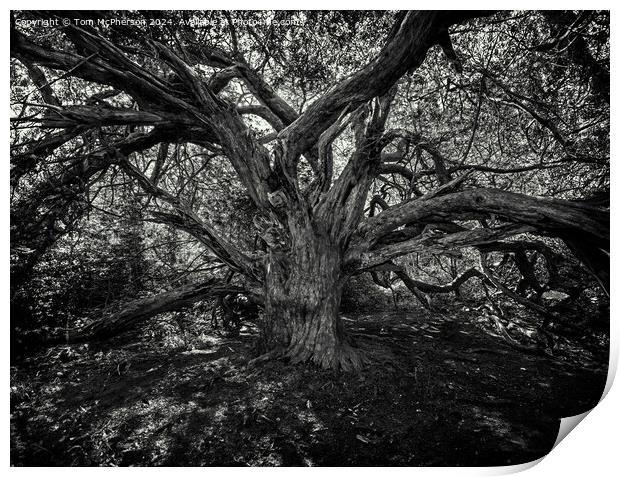 Ancient Yew Tree, Kingley Vale Print by Tom McPherson