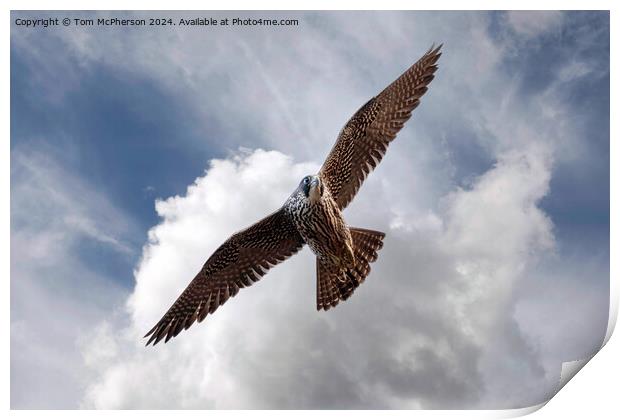 The Red Kite Print by Tom McPherson