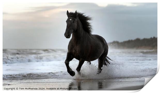 Fresian Horse on Beach Print by Tom McPherson