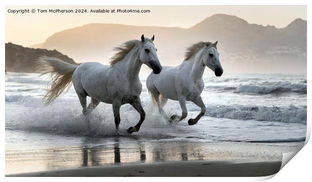 The Andalusian horse Print by Tom McPherson