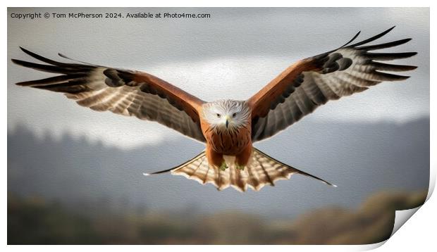Red Kite in Oils Print by Tom McPherson