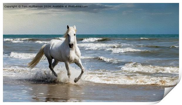 White Andalusian horse in Oils Print by Tom McPherson