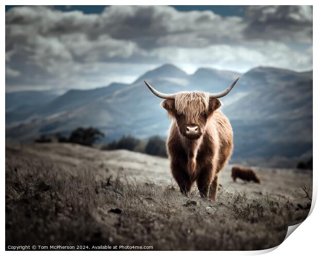 The Highland Cow  Print by Tom McPherson