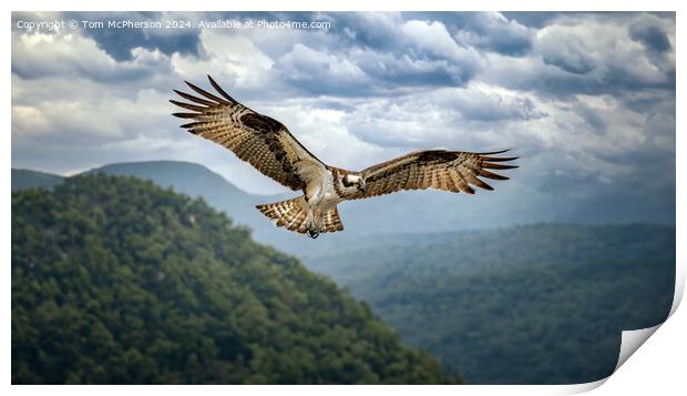 Osprey in Flight Print by Tom McPherson