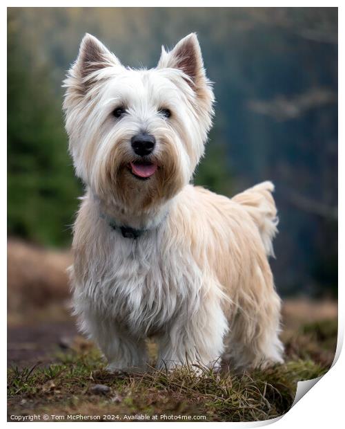 West Highland White Terrier Print by Tom McPherson