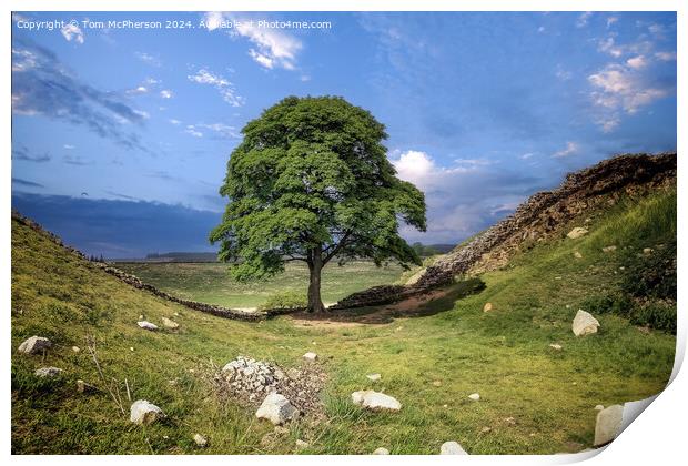The Sycamore Gap tree  Print by Tom McPherson