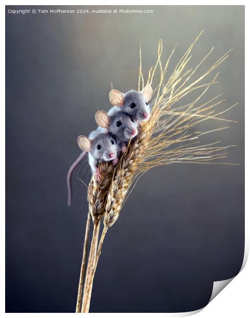 Harvest Mouse   Print by Tom McPherson