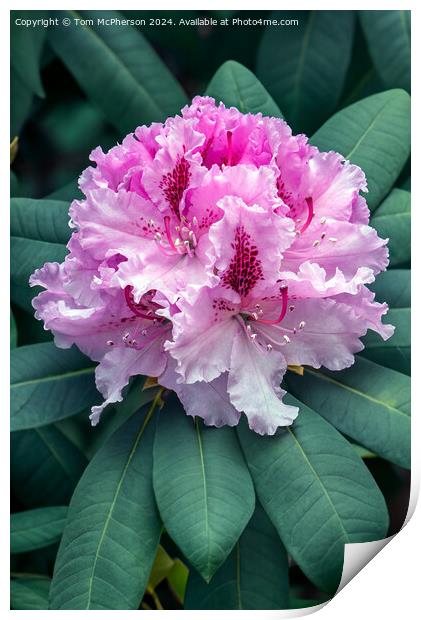 The Rhododendron Print by Tom McPherson