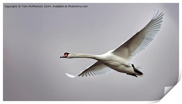 Mute Swan in Flight Print by Tom McPherson