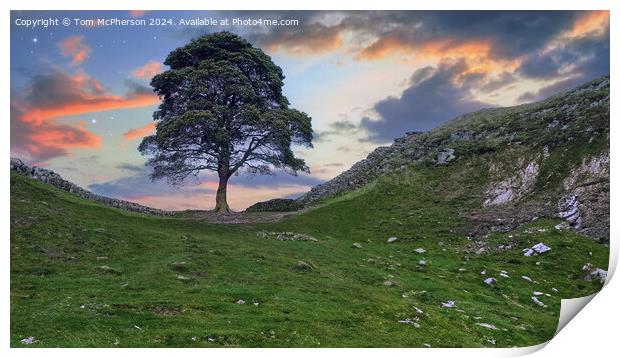The Sycamore Gap Tree Print by Tom McPherson