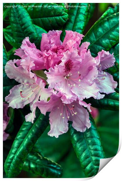 Rhododendron Print by Tom McPherson