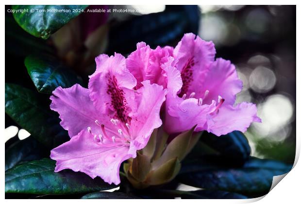 Rhododendron Print by Tom McPherson