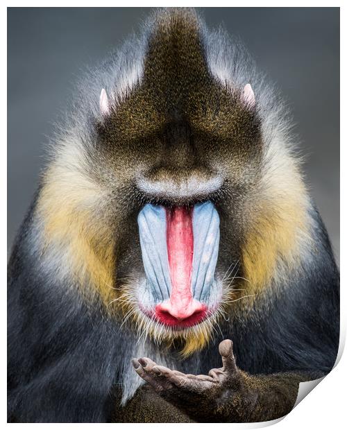 Mandrill XIII Print by Abeselom Zerit