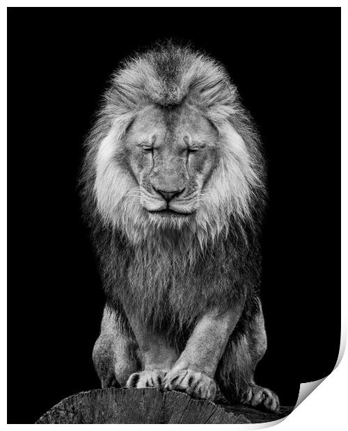 African Lion VI Print by Abeselom Zerit