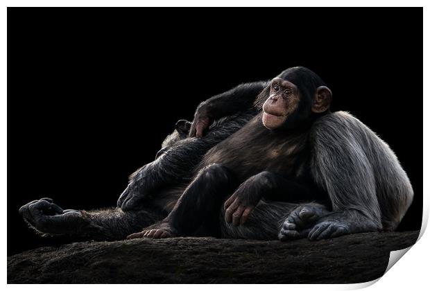 Baby Chimpanzee and Mother Print by Abeselom Zerit