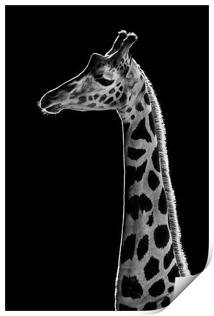 Baringo Giraffe Print by Abeselom Zerit