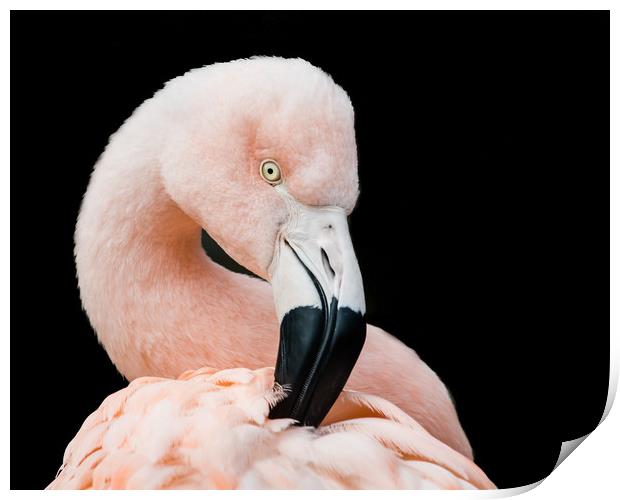 Chilean Flamingo V Print by Abeselom Zerit