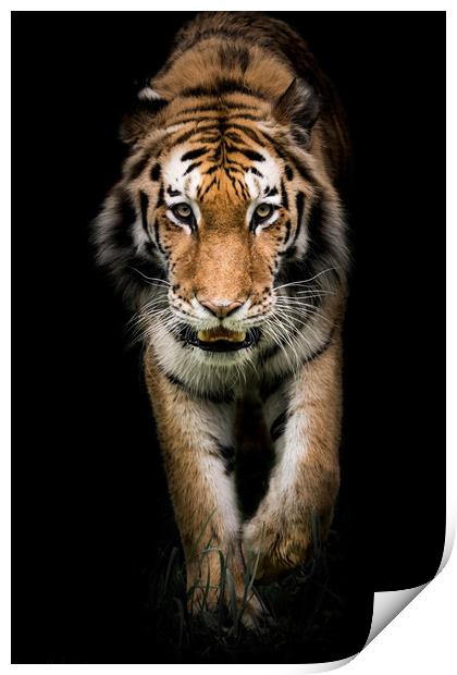 Amur Tiger On the Prowl II Print by Abeselom Zerit
